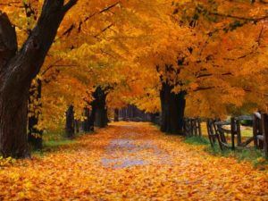 krajobraz jesienny